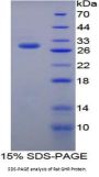 Rat Somatotropin Receptor (GHR) Protein