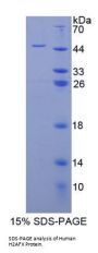 Human H2A Histone Family, Member X (H2AFX) Protein