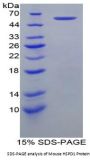 Mouse Heat Shock 60 kDa Protein 1, Chaperonin / HSP60 (HSPD1) Protein