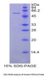 Human Heat Shock 70 kDa Protein 14 (HSPA14) Protein