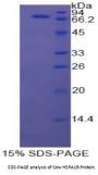 Cow Heat Shock 70 kDa Protein 1B (HSPA1B) Protein