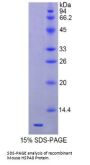 Mouse Heat Shock 70 kDa Protein 8 (HSPA8) Protein