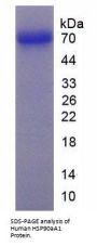 Human Heat Shock Protein 90 kDa Alpha A1 (HSP90aA1) Protein