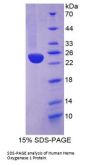 Human Heme Oxygenase 1, Decycling (HO1) Protein