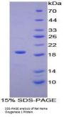 Rat Heme Oxygenase 1, Decycling (HO1) Protein