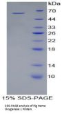 Pig Heme Oxygenase 1, Decycling (HO1) Protein