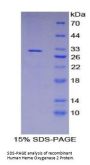 Human Heme Oxygenase 2, Decycling (HO2) Protein