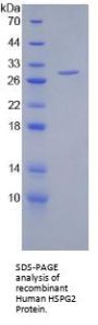 Human Heparan Sulfate Proteoglycan 2 (HSPG2) Protein