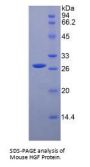 Mouse Hepatocyte Growth Factor (HGF) Protein