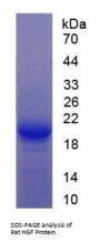 Rat Hepatocyte Growth Factor (HGF) Protein