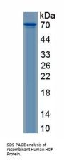 Human Hepatocyte Growth Factor (HGF) Protein