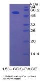 Rat Hepatocyte Growth Factor Activator (HGFAC) Protein