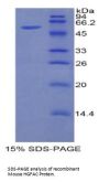 Mouse Hepatocyte Growth Factor Activator (HGFAC) Protein
