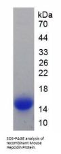 Mouse Hepcidin (HAMP) Protein