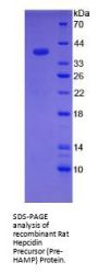 Rat Hepcidin Precursor (HAMP) Protein