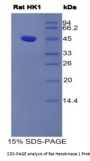 Rat Hexokinase 1 (HK1) Protein