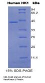 Human Hexokinase 1 (HK1) Protein