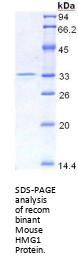 Mouse High Mobility Group Protein B1 (HMGB1) Protein