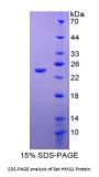 Rat High Mobility Group Protein B1 (HMGB1) Protein