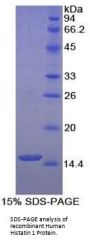 Human Histatin 1 (HTN1) Protein