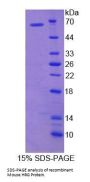 Mouse Histidine Rich Glycoprotein (HRG) Protein