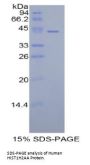 Human Histone Cluster 1, H2aa (HIST1H2AA) Protein