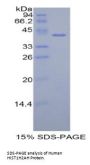 Human Histone Cluster 1, H2ah (HIST1H2AH) Protein