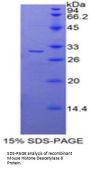 Mouse Histone Deacetylase 6 (HDAC6) Protein