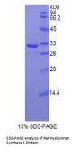 Rat Hyaluronan Synthase 1 (HAS1) Protein