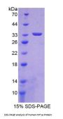 Human Hypoxia Inducible Factor 1 Alpha (HIF1a) Protein