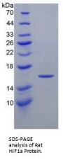 Rat Hypoxia Inducible Factor 1 Alpha (HIF1a) Protein