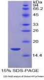 Chicken Hypoxia Inducible Factor 1 Alpha (HIF1a) Protein