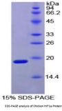 Chicken Hypoxia Inducible Factor 1 Alpha (HIF1a) Protein