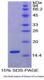 Chicken Hypoxia Inducible Factor 1 Alpha (HIF1a) Protein