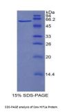 Cow Hypoxia Inducible Factor 1 Alpha (HIF1a) Protein