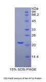 Rat Hypoxia Inducible Factor 1 Alpha (HIF1a) Protein