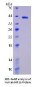 Human Hypoxia Inducible Factor 1 Alpha (HIF1a) Protein
