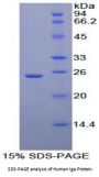 Human Immunoglobulin Associated Alpha (Iga) Protein