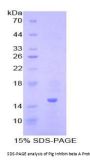 Pig Inhibin Beta A (INHbA) Protein