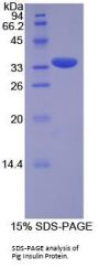 Pig Insulin (INS) Protein