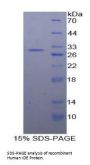Human Insulin Degrading Enzyme (IDE) Protein