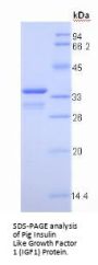 Pig Insulin Like Growth Factor 1 (IGF1) Protein