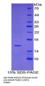 Mouse Insulin Like Growth Factor 1 (IGF1) Protein