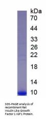 Rat Insulin Like Growth Factor 1 (IGF1) Protein
