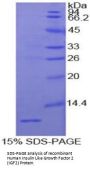 Human Insulin Like Growth Factor 2 (IGF2) Protein