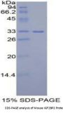 Mouse Insulin Like Growth Factor 2 mRNA Binding Protein 2 (IGF2BP2) Protein