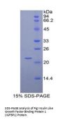 Pig Insulin Like Growth Factor Binding Protein 1 (IGFBP1) Protein