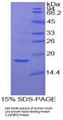 Human Insulin Like Growth Factor Binding Protein 3 (IGFBP3) Protein