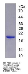 Mouse Insulin Like Growth Factor Binding Protein 3 (IGFBP3) Protein