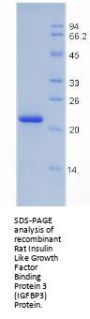 Rat Insulin Like Growth Factor Binding Protein 3 (IGFBP3) Protein